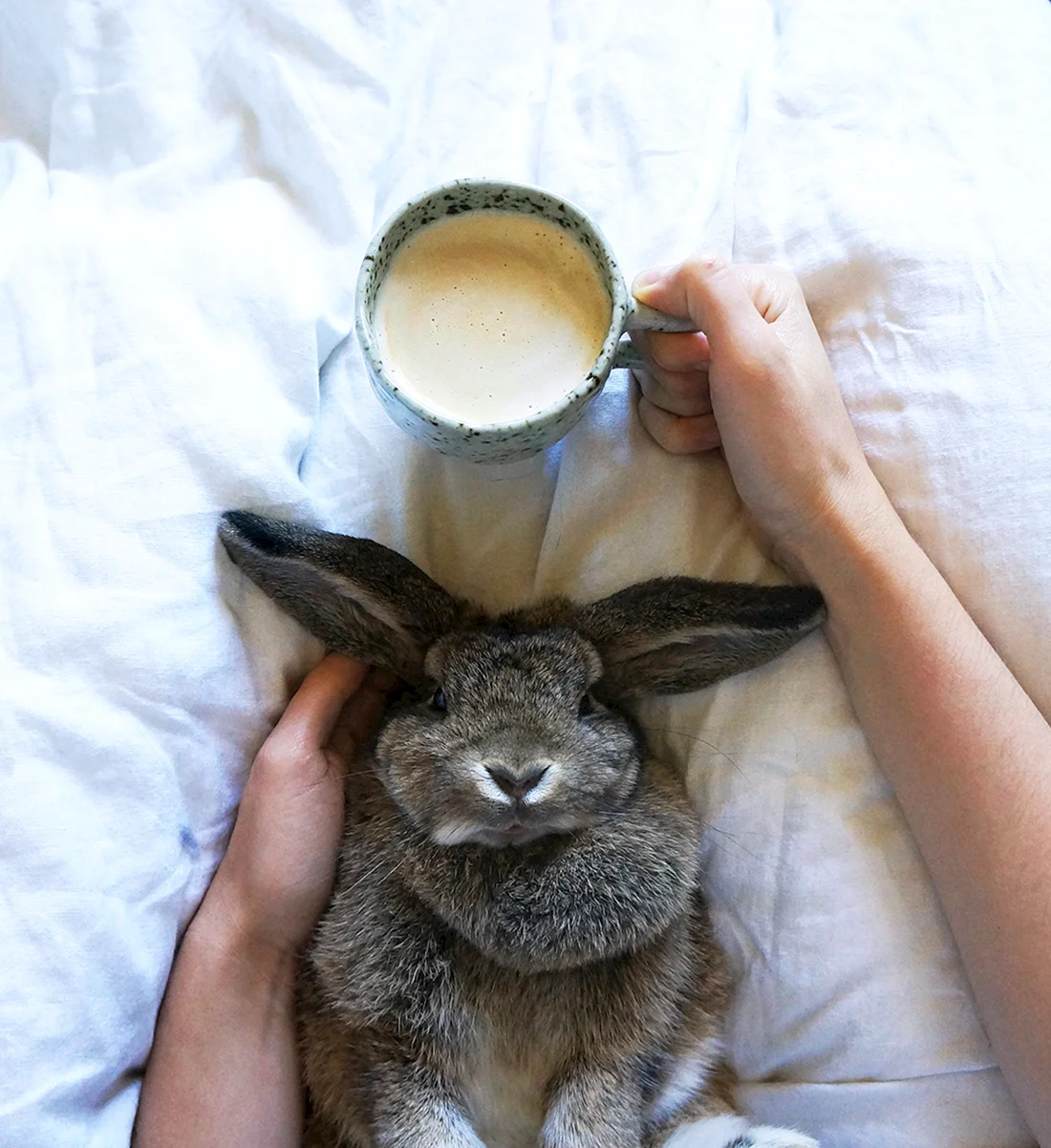 Доброе утро кролик