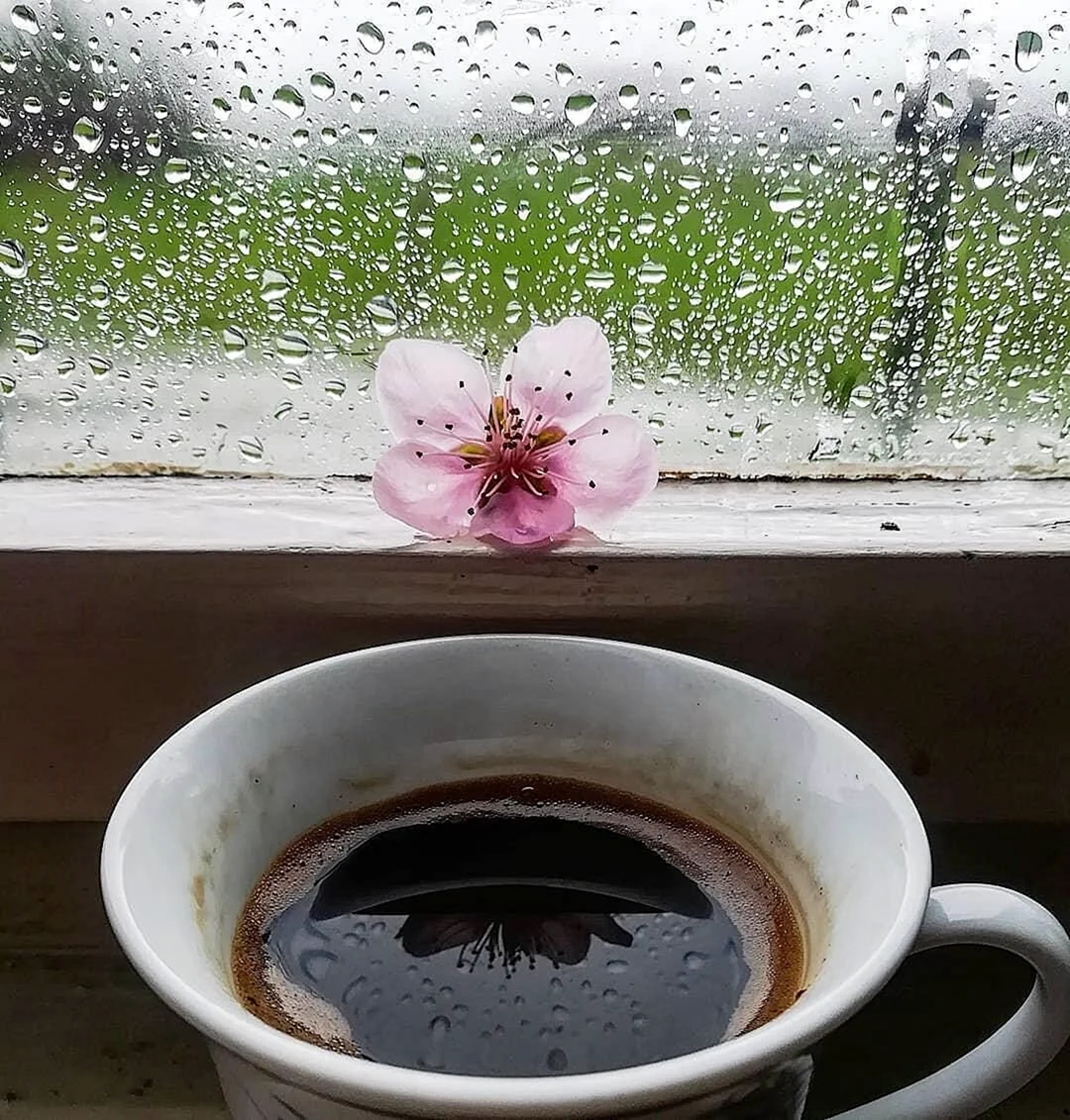 Дождливое утро