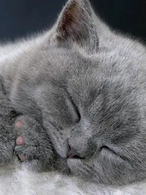 Котенок сладко спит