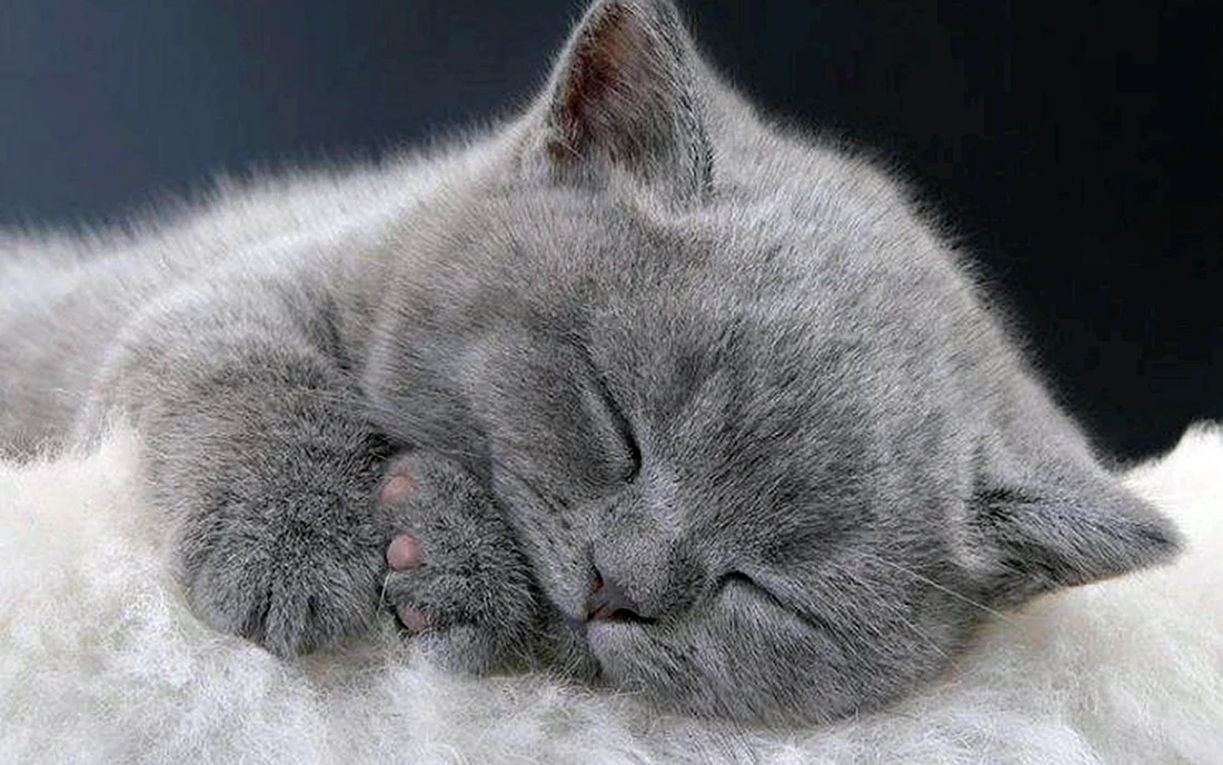Котенок сладко спит