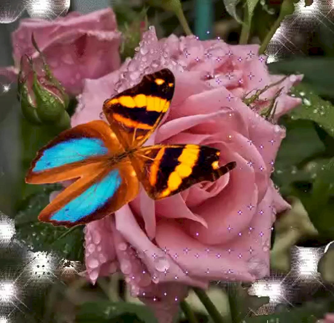 Мерцающие бабочки на цветах