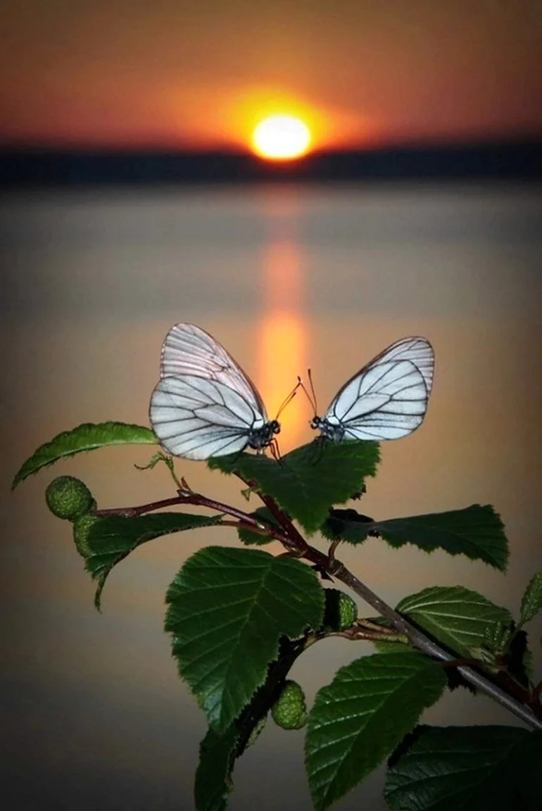Вечер бабочки